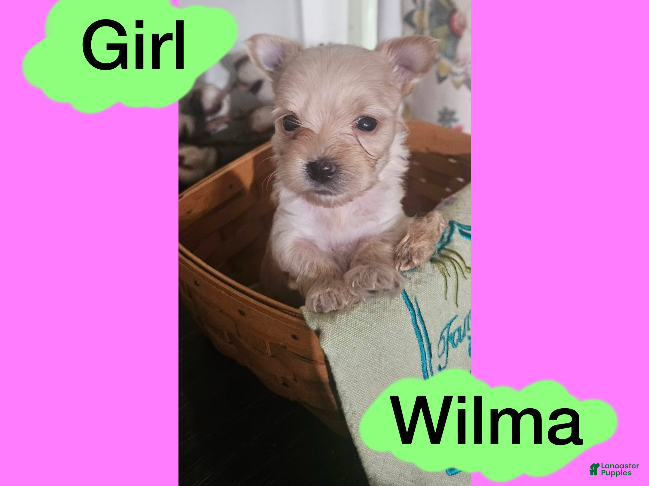 Morkie dogs Morkie Puppy 3 - Ad 35