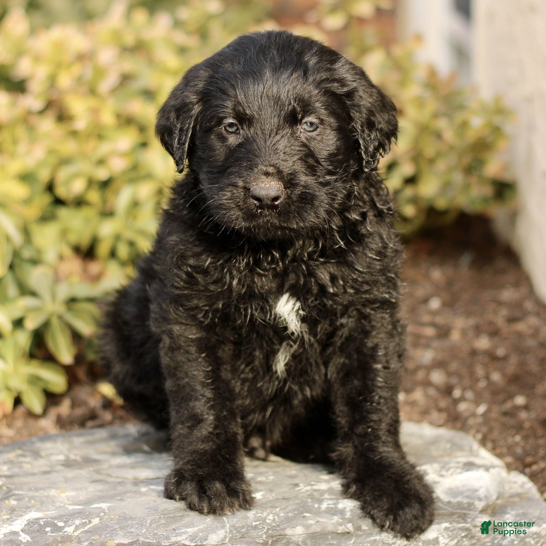 Labradoodle dogs for sale: Milo  - Ad 1