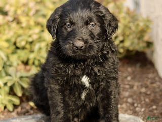 Labradoodle dogs Milo - Ad 23