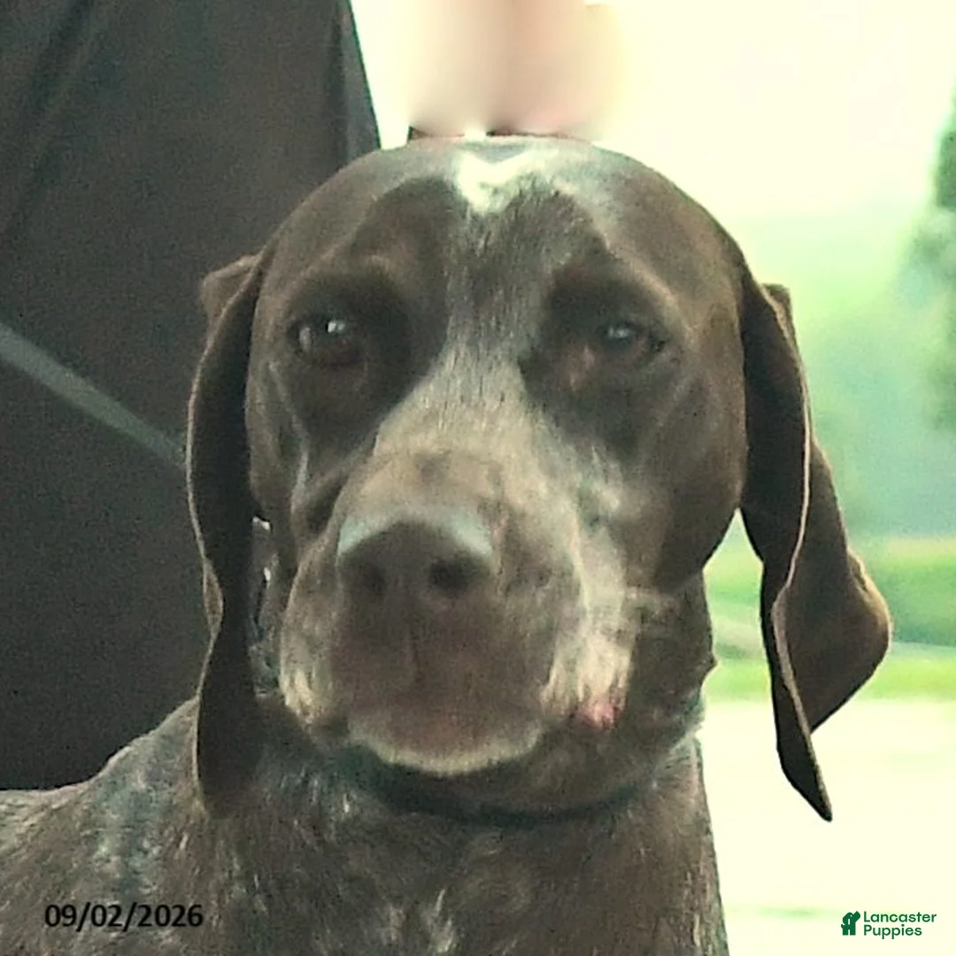 German Shorthaired Pointer dogs for sale: Kaya - Ad 3