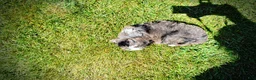 Havapoo dogs for sale: Icon - Ad 9