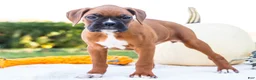 Boxer dogs for sale: Peggy Boxer - Ad 5