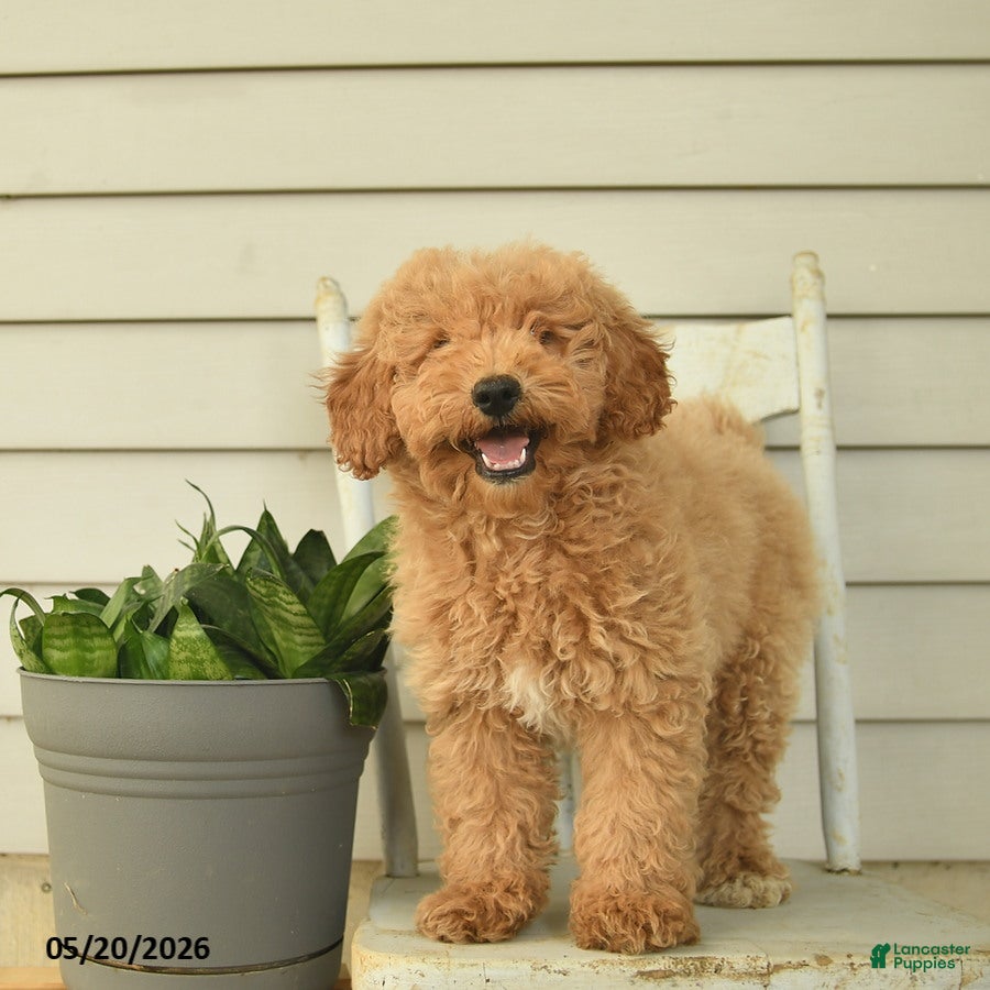 Mini Goldendoodle dogs Julius - Ad 1