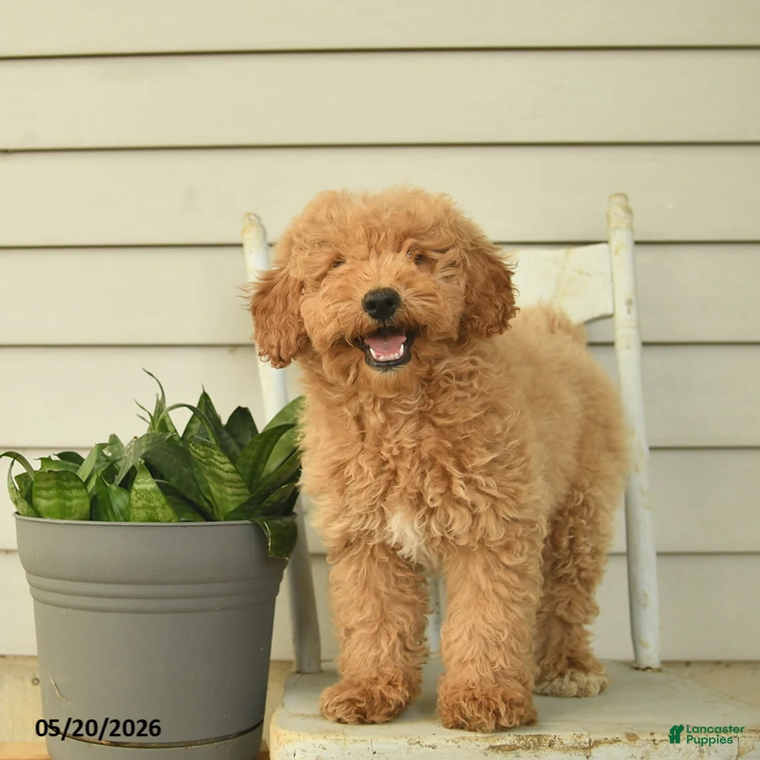 Mini Goldendoodle dogs for sale: Julius - Ad 1