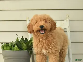 Mini Goldendoodle dogs for sale: Julius - Ad 4