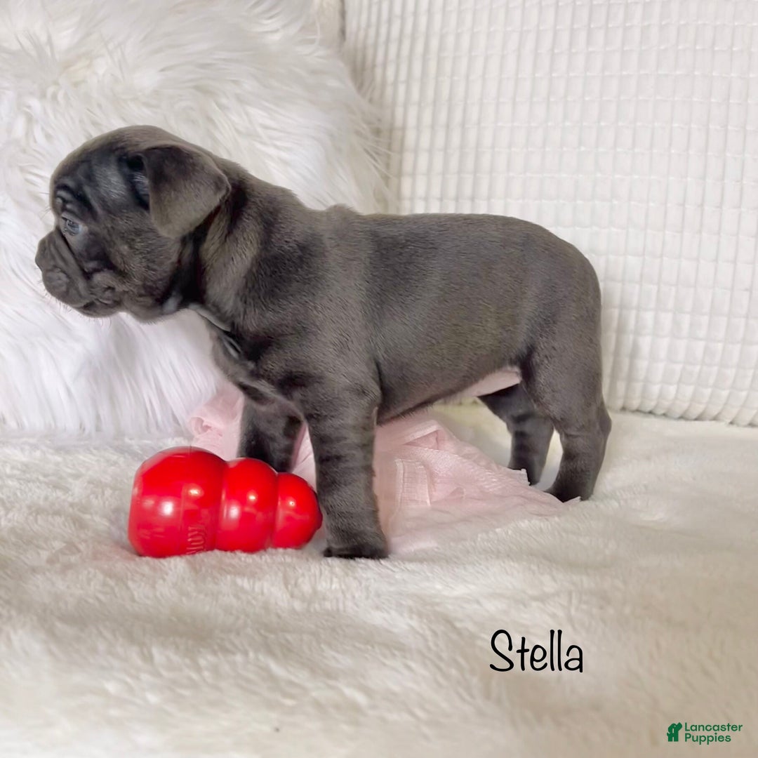 Mixed Breed dogs for sale: Stella - Ad 4