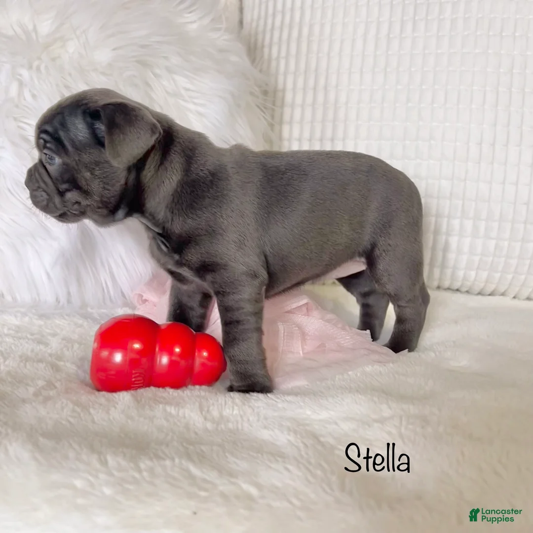 Mixed Breed dogs for sale: Stella - Ad 4