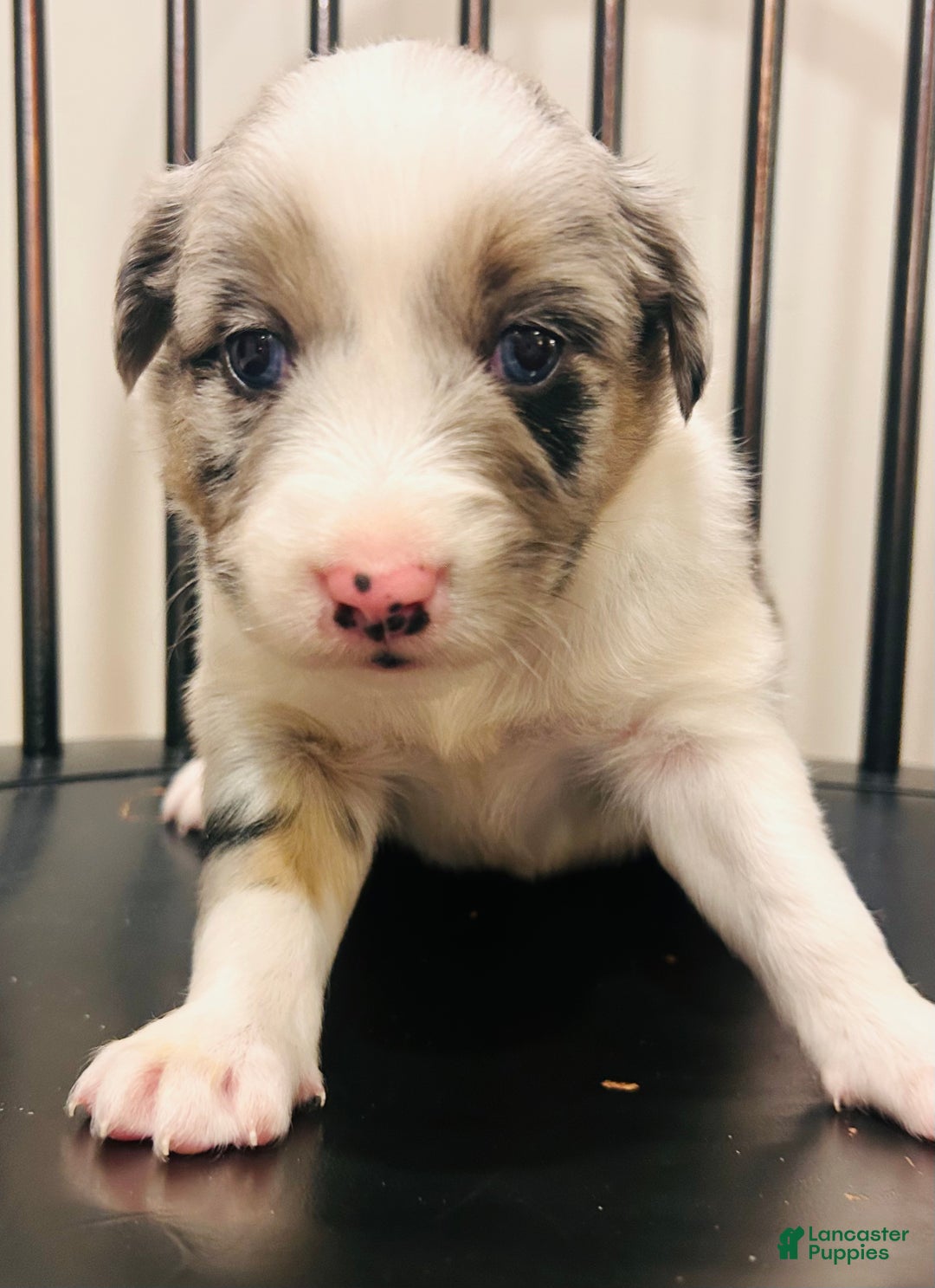 Australian Shepherd dogs for sale: Gemma - Ad 4