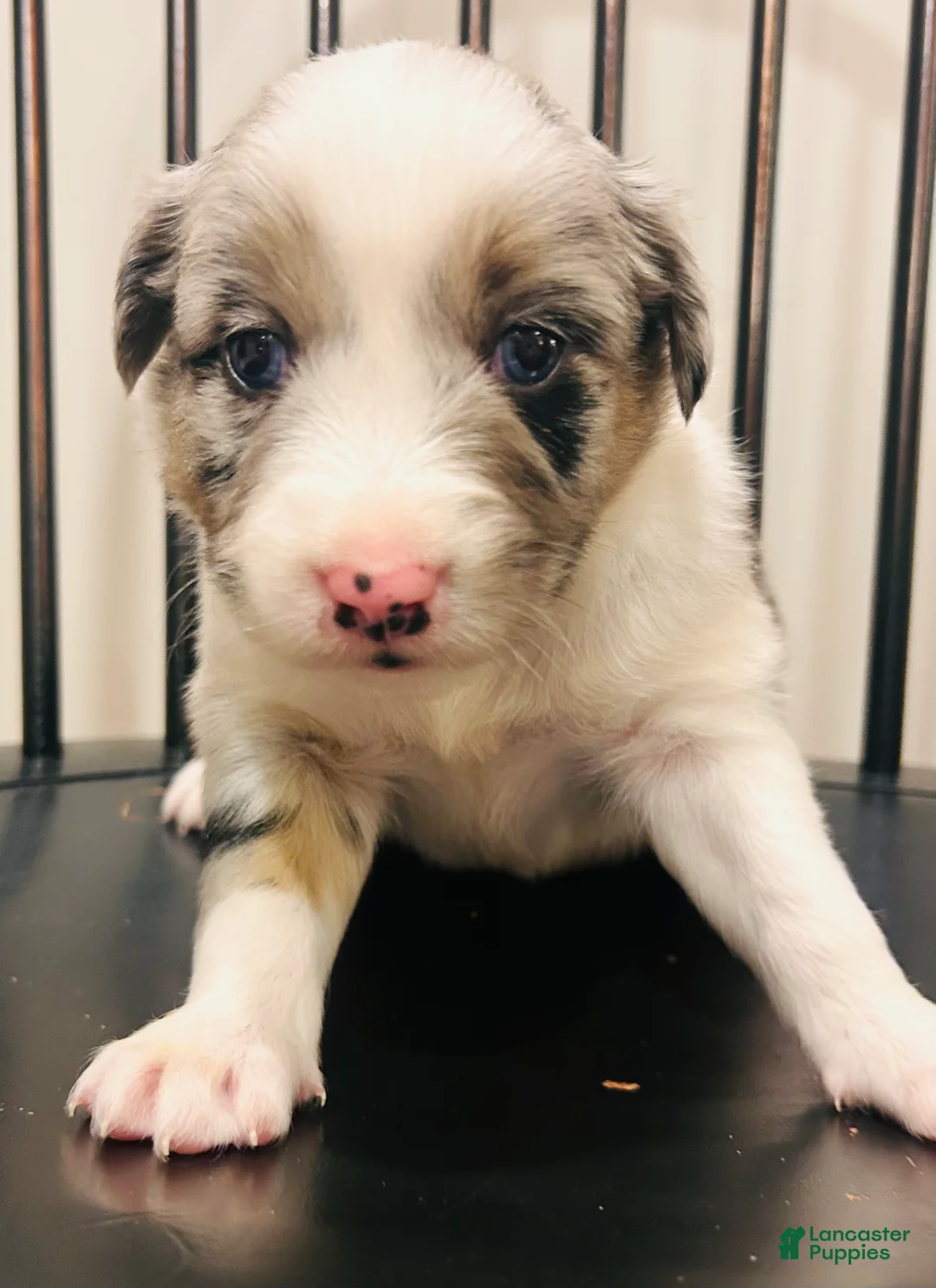 Australian Shepherd dogs for sale: Gemma - Ad 4