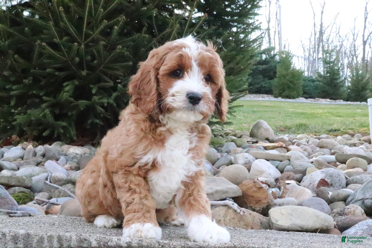 Cavapoo dogs Archie - Ad 1