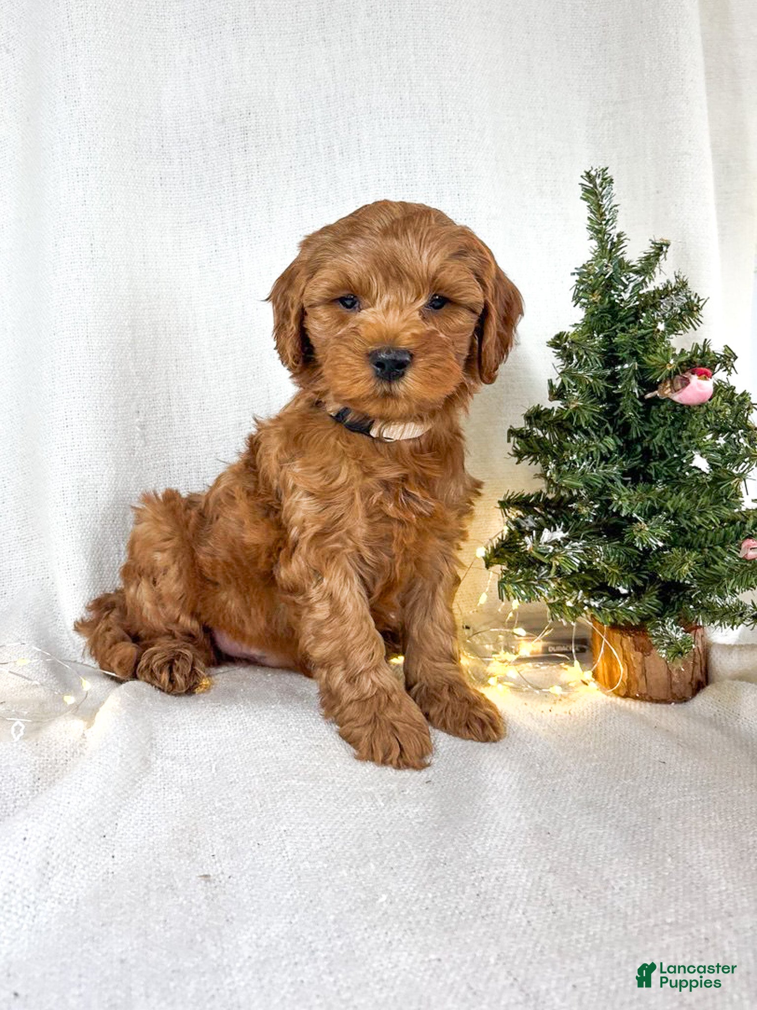 Goldendoodle dogs Max - Ad 9