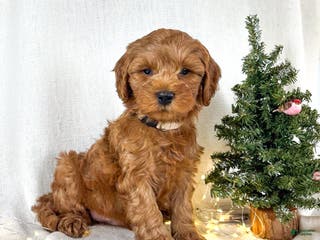 Goldendoodle dogs Max - Ad 9