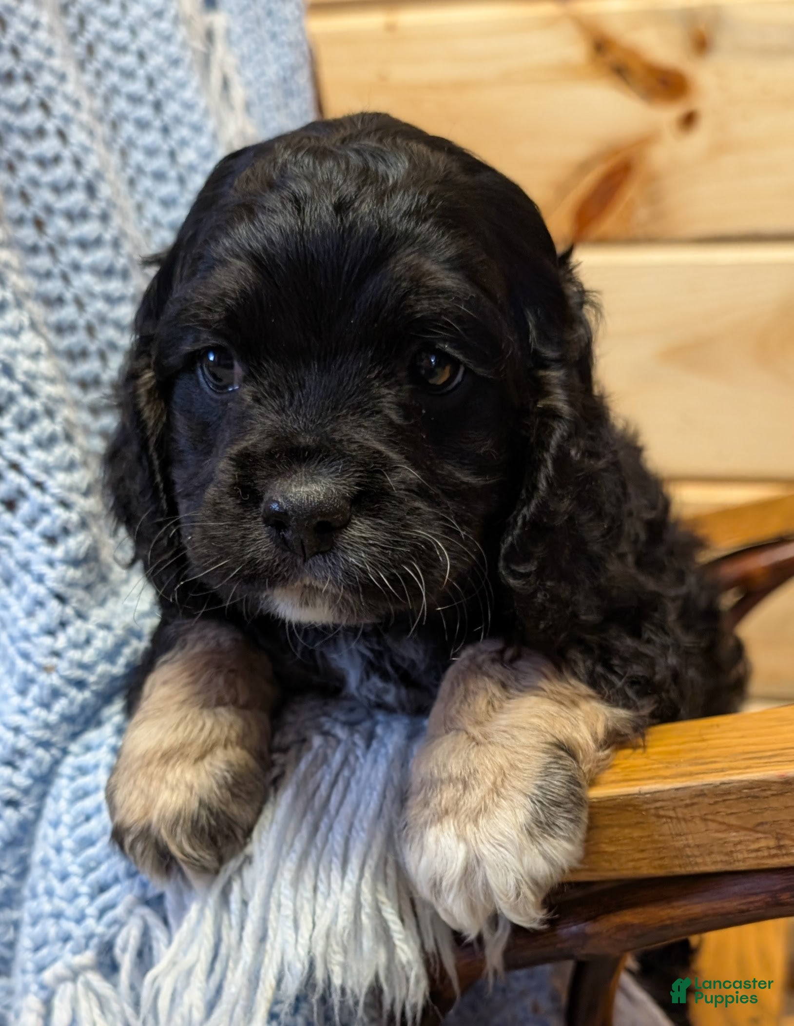 Cockapoo dogs Pebbles - Ad 2