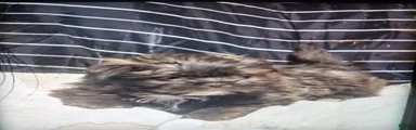 Shih Tzu Puppy 1