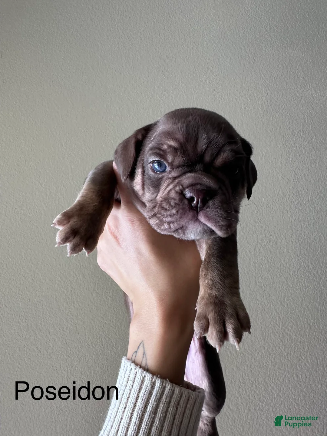 English Bulldog dogs for sale: Poseidon - Ad 2