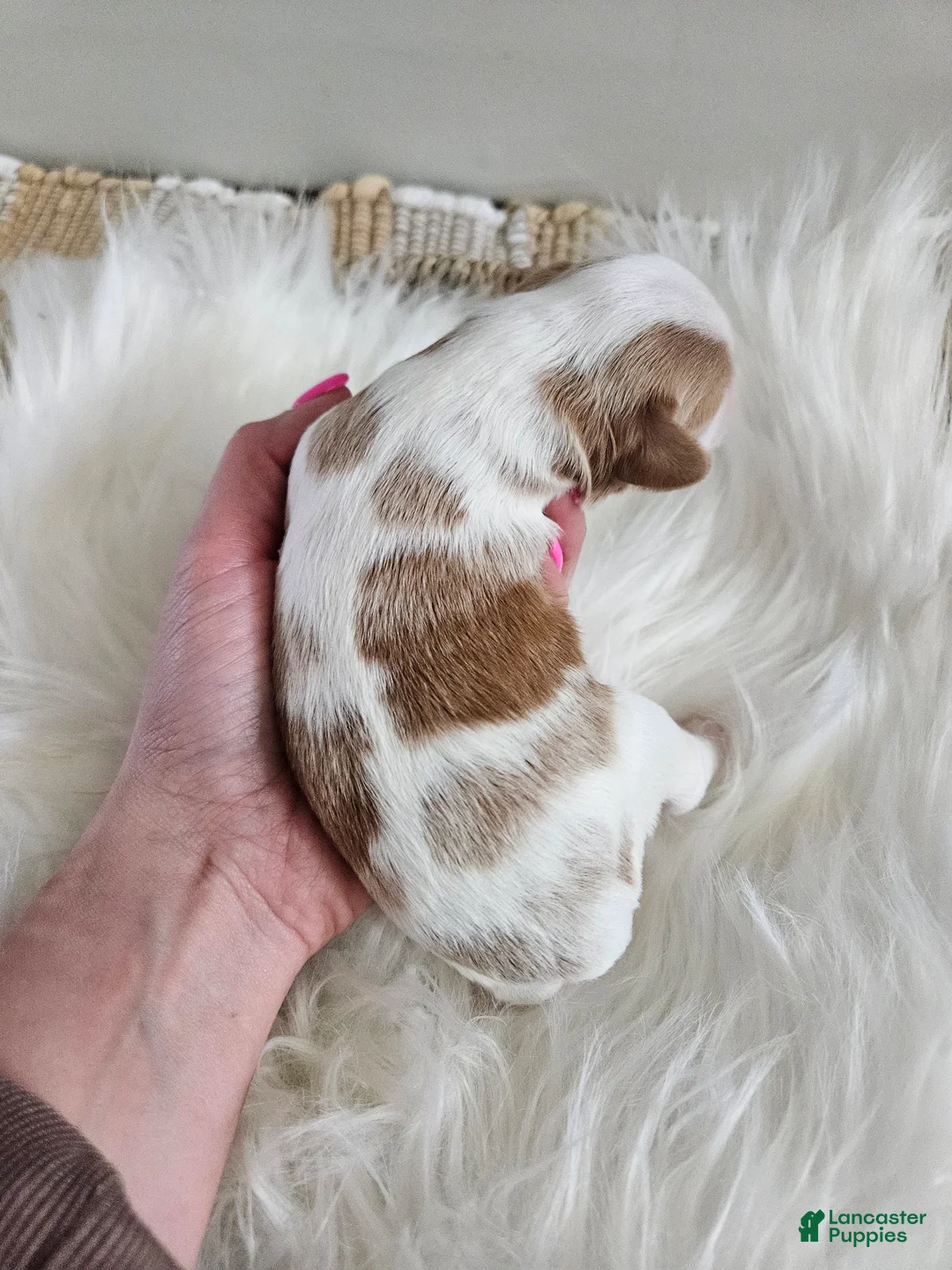 Cavapoo dogs for sale: Abbie - Ad 1