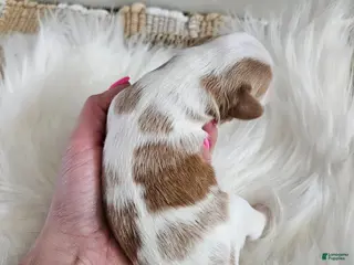 Cavapoo dogs Abbie - Ad 30