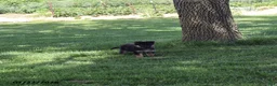 German Shepherd dogs for sale: Misty - Ad 4