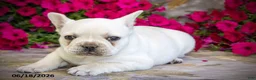 French Bulldog dogs for sale: Klondike - Ad 4