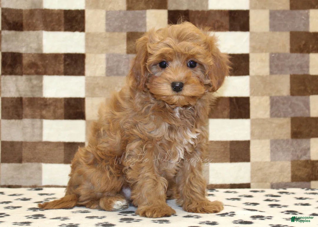 Cavapoo dogs for sale: Dawn - Ad 4