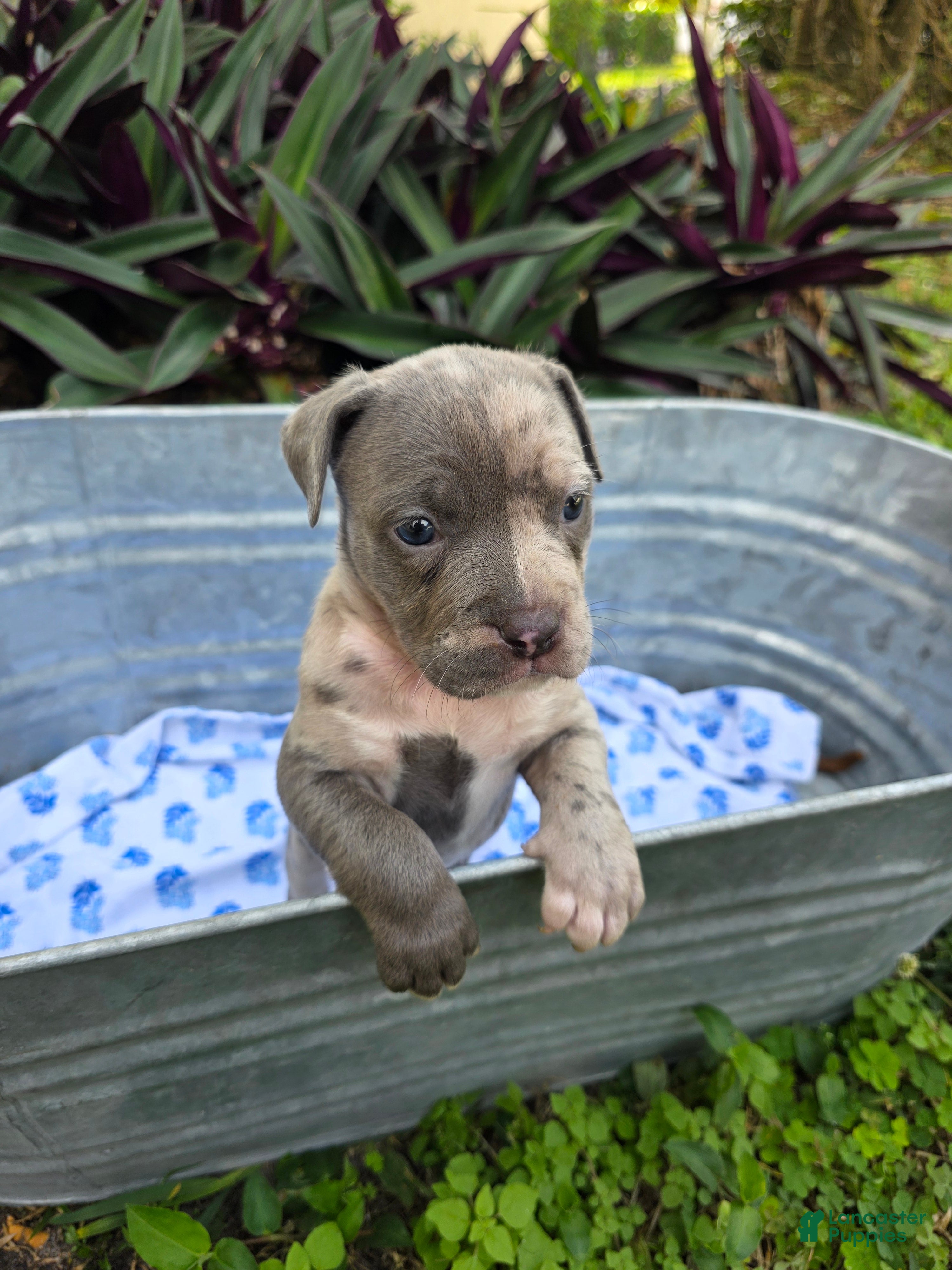 American Bully dogs American Bully Puppy 1 - Ad 11