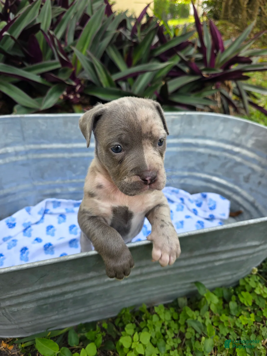 American Bully dogs for sale: American Bully Puppy 1 - Ad 1