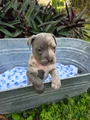 American Bully Puppy 1