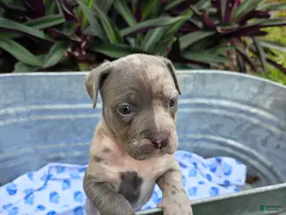 American Bully dogs American Bully Puppy 1 - Ad 11