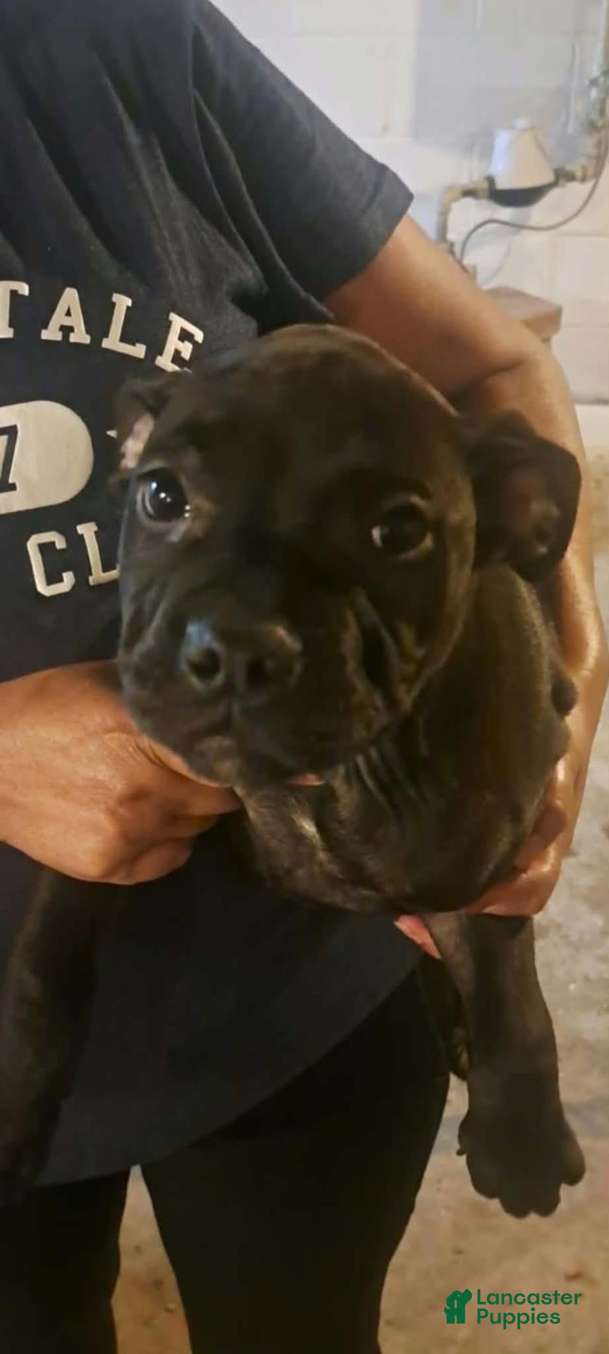 Mixed Breed dogs for sale: Mixed Breed 4 - Ad 22