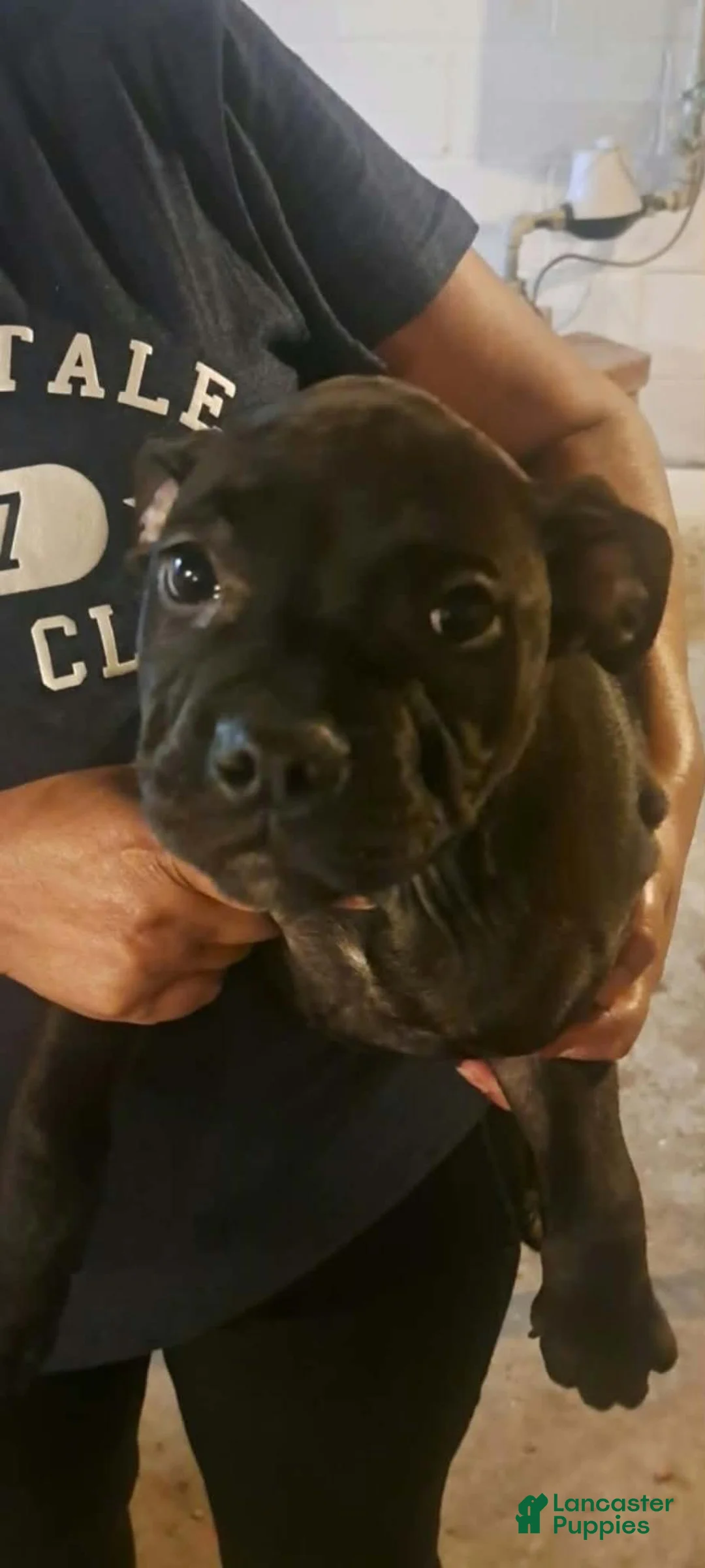 Mixed Breed dogs for sale: Mixed Breed 4 - Ad 1