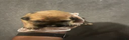 South African Boerboels dogs for sale: Bass Reeves - Ad 3