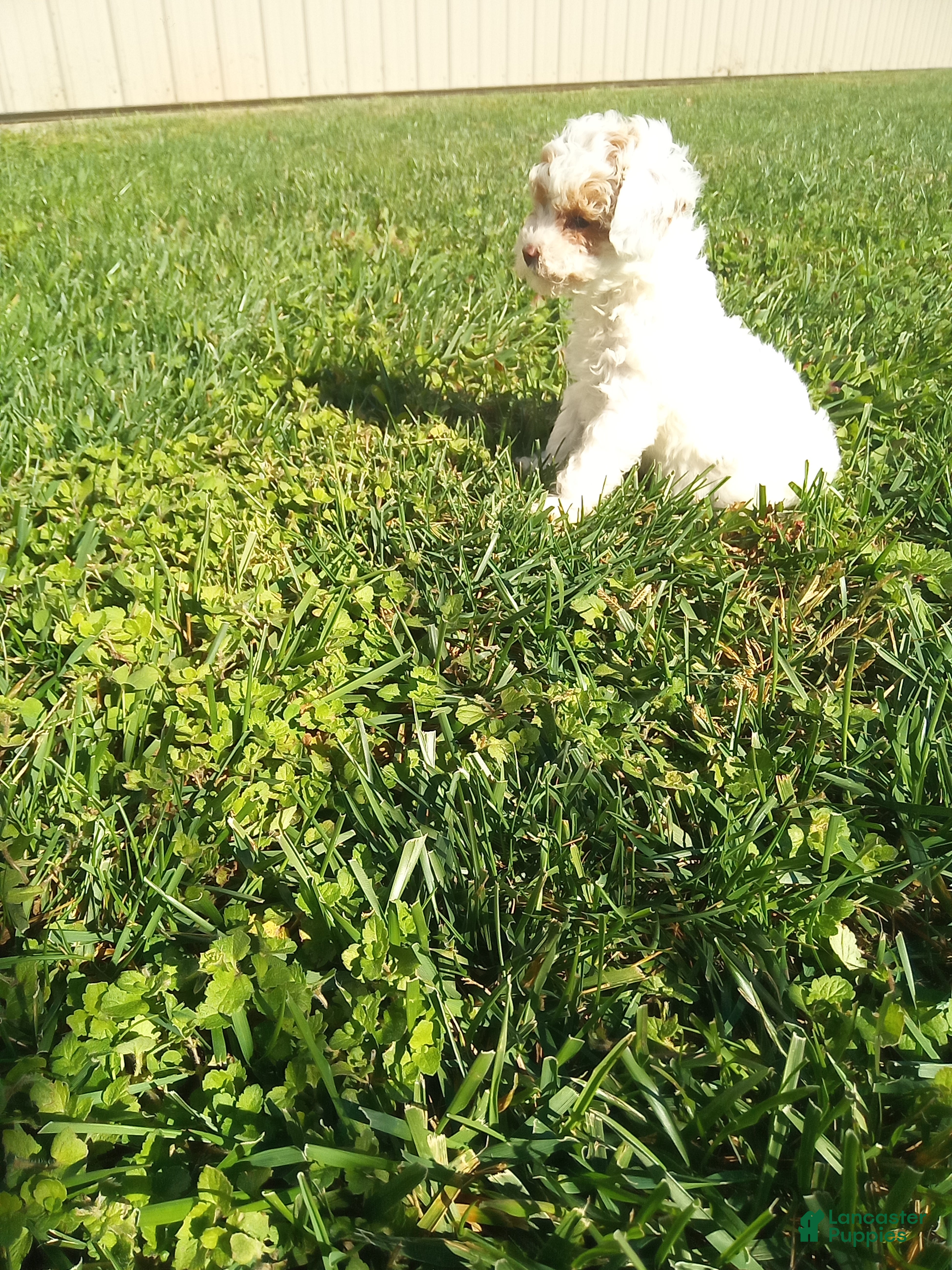 Toy Poodle dogs Pearl - Ad 2