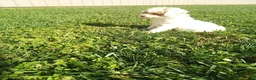 Toy Poodle dogs for sale: Pearl - Ad 2