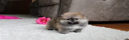 Pomeranian dogs for sale: Teacup Paisley - Ad 11