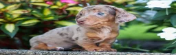 Miniature Dachshund dogs for sale:  Zion💙 - Ad 10