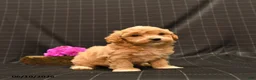 Maltipoo dogs for sale: Huck - Ad 1