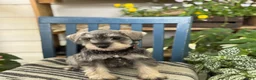 Miniature Schnauzer dogs for sale: Lilly - Ad 12