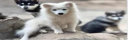 Mixed Breed dogs for sale: Mixed Breed 1 - Ad 3