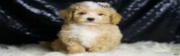 Maltipoo dogs for sale: Eli - Ad 7