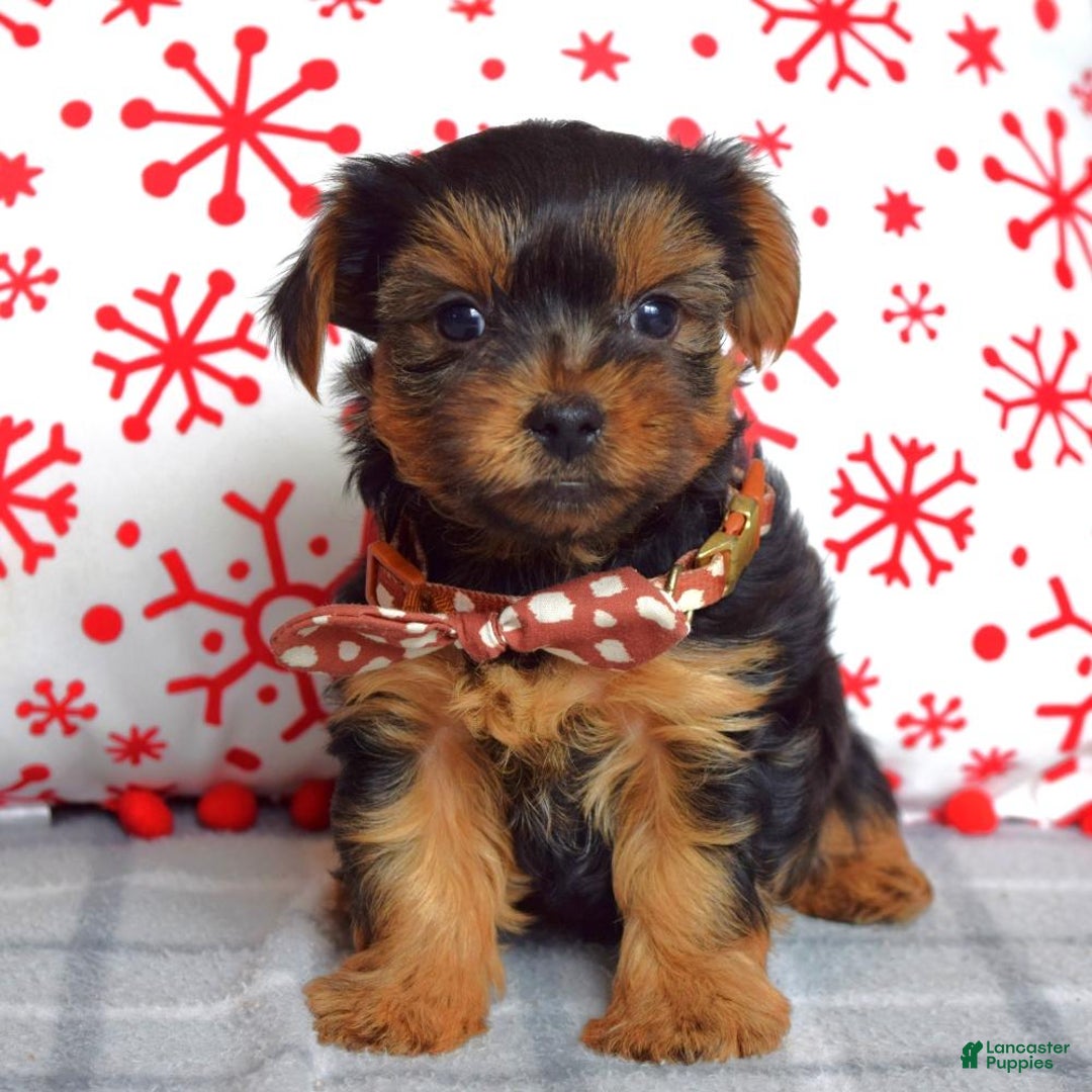Yorkshire Terrier dogs for sale: Gabe - Ad 4
