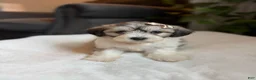 Teddy Bear dogs for sale: Cora - Ad 5