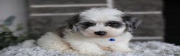 Maltipoo dogs for sale: Chubbs - Ad 4