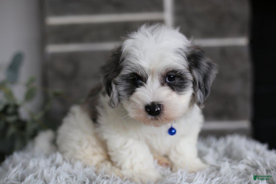 Maltipoo dogs for sale: Chubbs - Ad 4