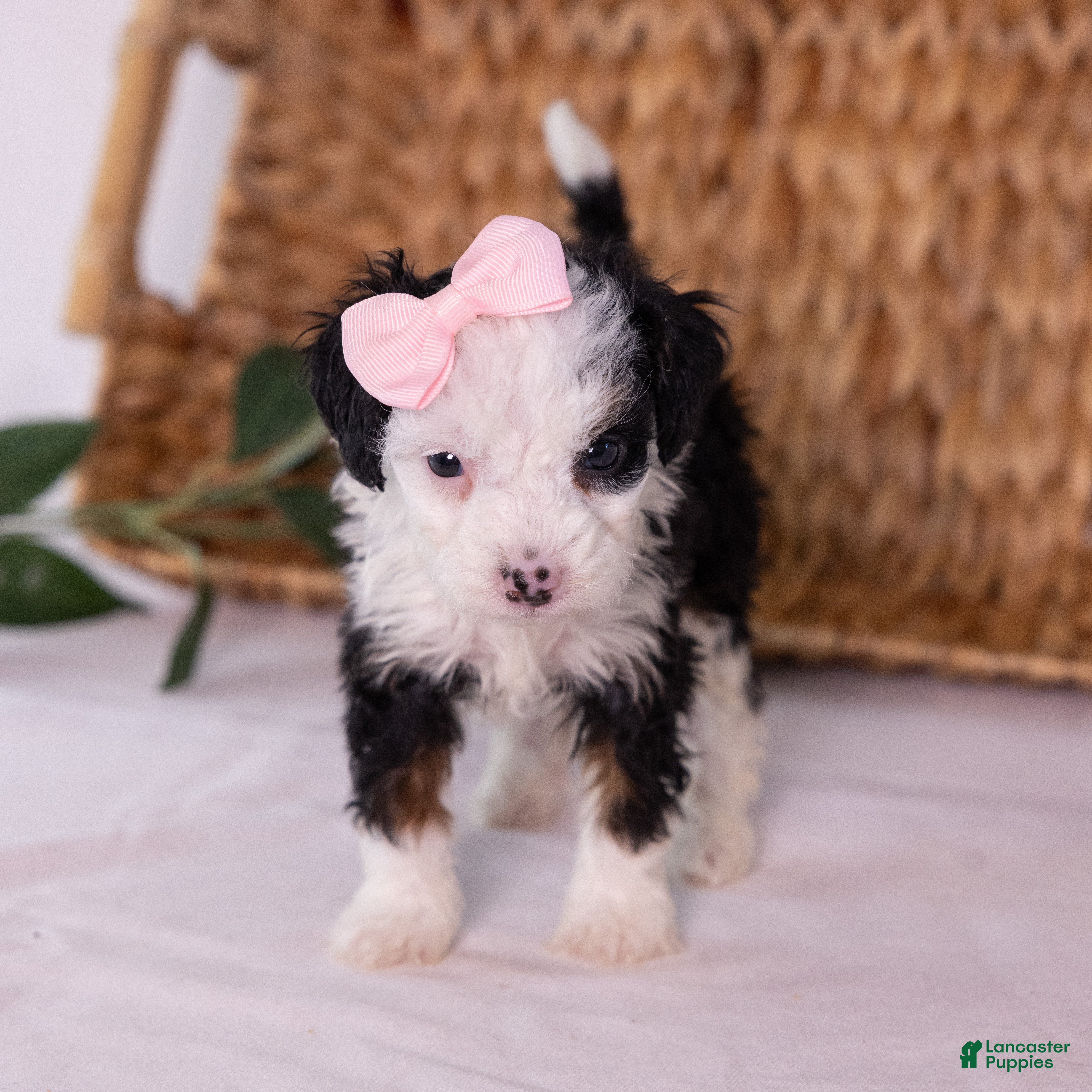 Mini Bernedoodle dogs Kim - Ad 2
