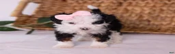 Mini Bernedoodle dogs for sale: Kim - Ad 2