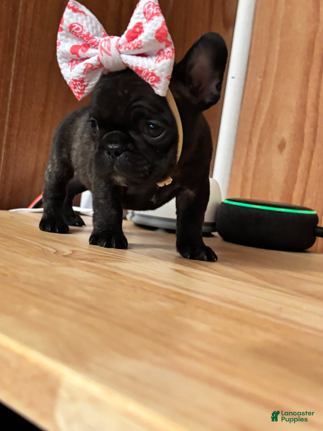 French Bulldog dogs for sale: French Bulldog Puppy 4 - Ad 4