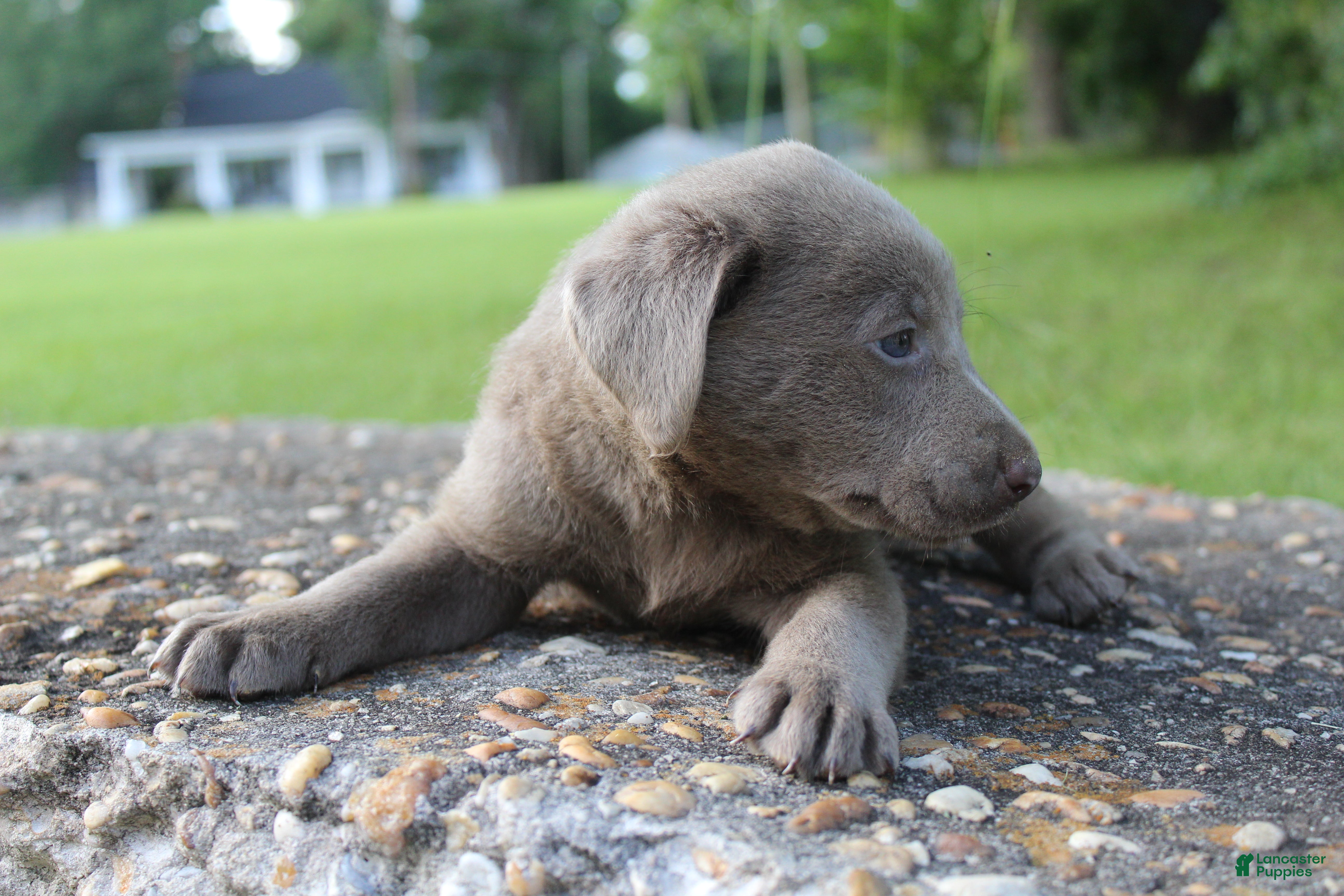 Labrador Retriever dogs Asher - Ad 2