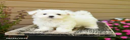 Maltese dogs for sale: Carter - Ad 4