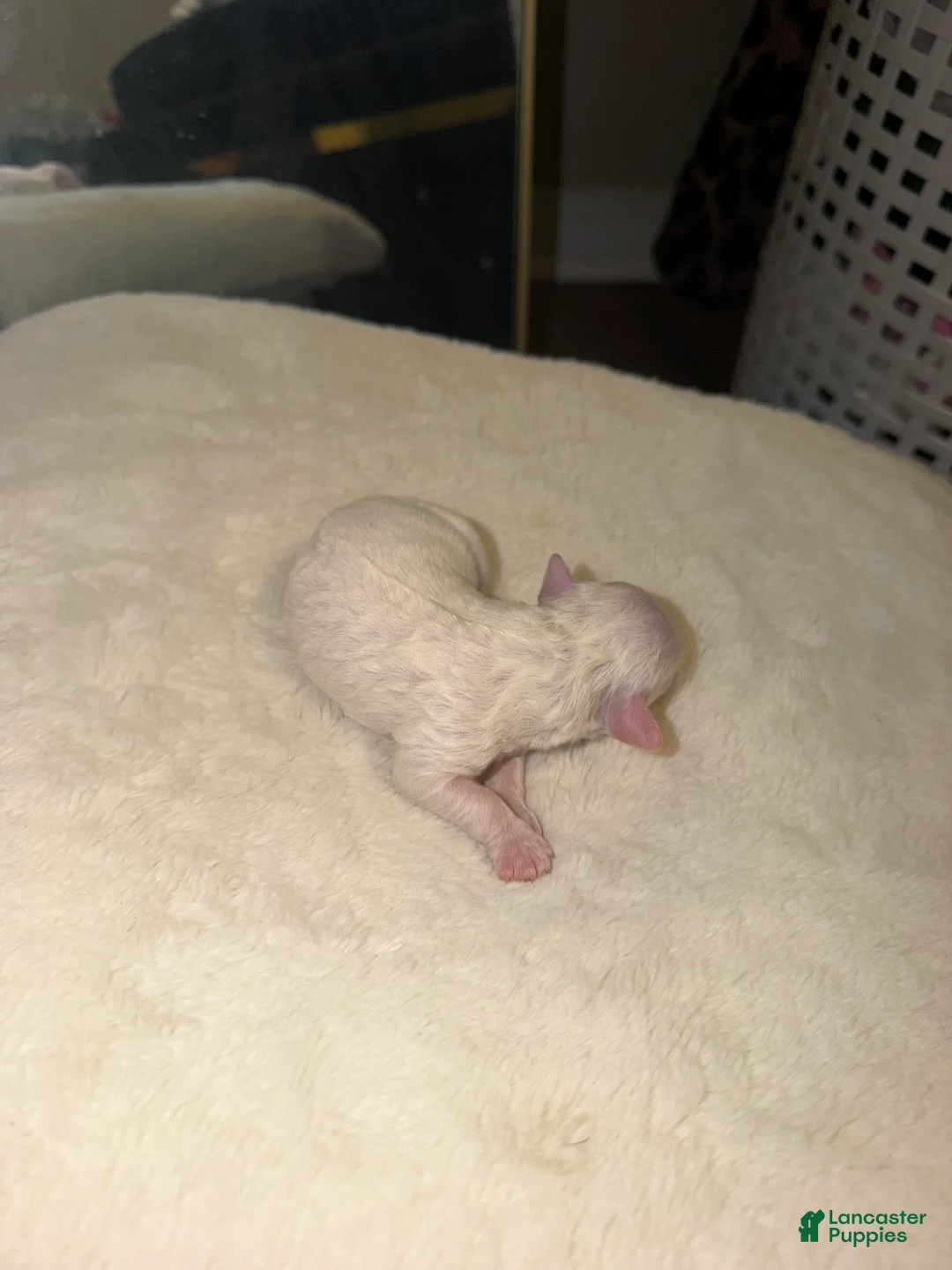 Cockapoo dogs for sale: Cockapoo 2 - Ad 2