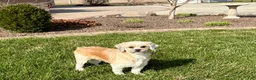 Lhasa Apso dogs for sale: Heather - Ad 1